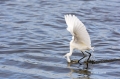 Snowy-Egret;Egret;Egretta-thula;One;one-animal;avifauna;bird;birds;feather;feath
